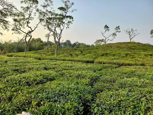 lakkatura tea gardens