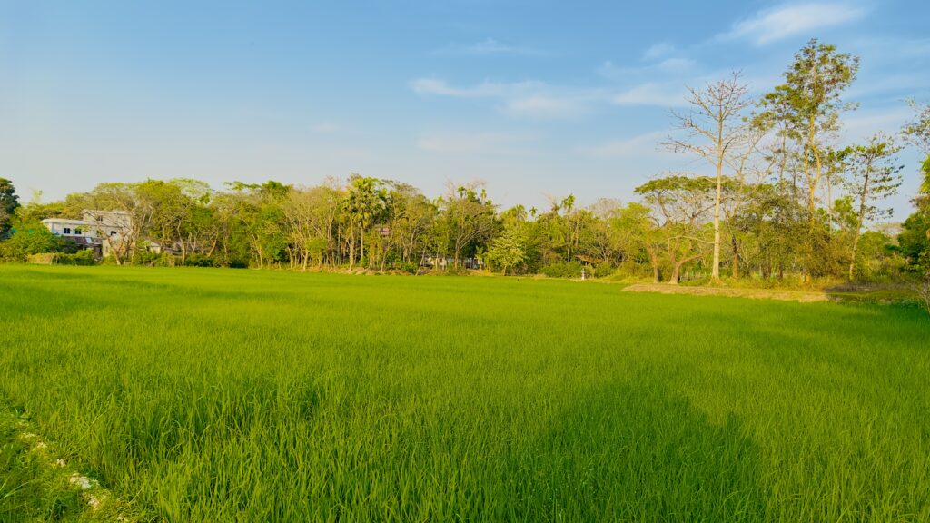Green fields at Kholagram in Mathiura, Beanibazar, Sylhet